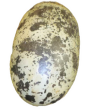 Load image into Gallery viewer, THEROPOD EGG 12 INCH -JR 140031
