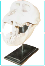 Load image into Gallery viewer, MACAQUE SKULL ON BASE - JR 160178

